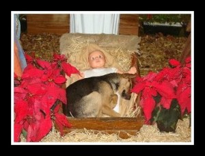 Dog in a manger edit