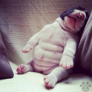 chubby-puppy-napping